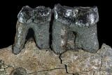 Fossil Rhino (Stephanorhinus) Jaw Section - Germany #87474-2